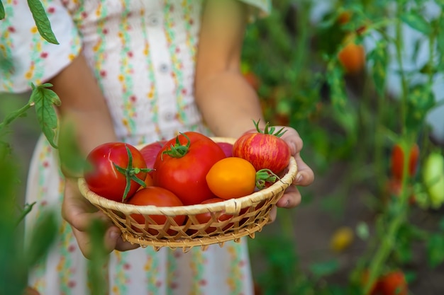 Het kind oogst tomaten. Selectieve aandacht. Kind.