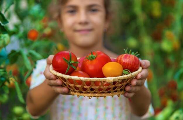 Het kind oogst tomaten. Selectieve aandacht. Kind.