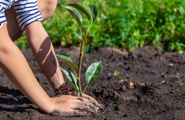 Het kind plant een plant in de tuin Selectieve focus