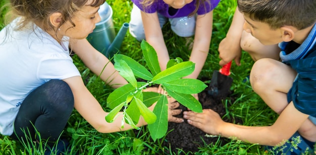 Het kind plant samen een boom. Selectieve aandacht.