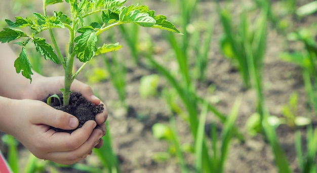 Het kind plant tomaten in de tuin Selectieve focus mensen