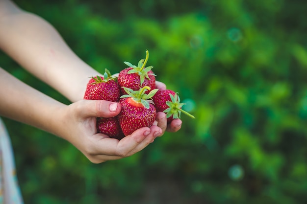 Het kind plukt aardbeien in de tuin. Natuur.