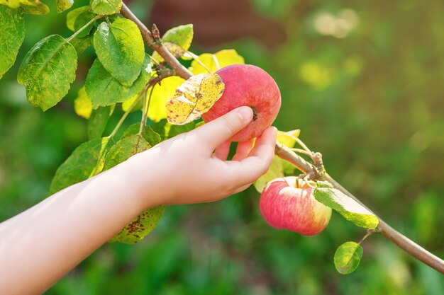 Het kind plukt rode appel van boomtak