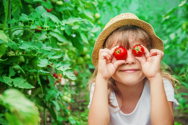 Het kind verzamelt een oogst van zelfgemaakte tomaten. selectieve aandacht.