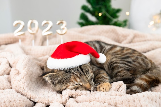 Het kitten slaapt op een zachte deken in een kamer met kerstversieringen