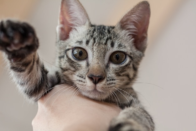 Het kitten werd door mensenhanden opgepikt.