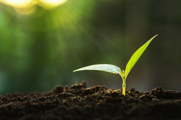 Het kleine boom groeien in zonlicht