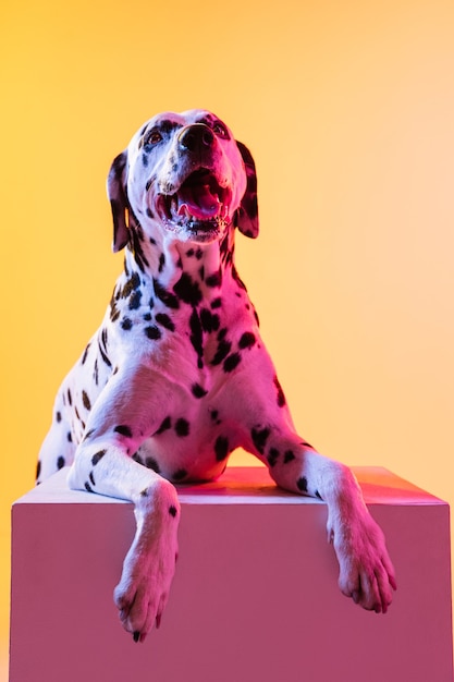 Het kleine grappige dolmatische hond stellen geïsoleerd over muur in neonlicht