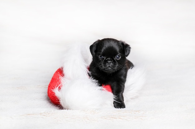 Het kleine hondpuppy zit in rode hoed bij witte achtergrond. Leuk en grappig hondengezicht.