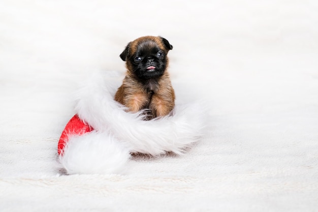 Het kleine hondpuppy zit in rode hoed bij witte achtergrond. Leuk en grappig hondengezicht.