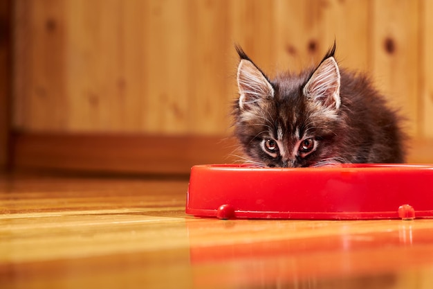 Het kleine katje van Maine Coon zit bij de kom en kijkt naar de camera. De snuit van het kitten is bevlekt met melk.