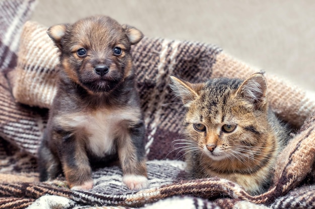 Het kleine kitten en puppy zijn bedekt met een plaid, het kitten en de puppy zijn opgewarmd onder een deken