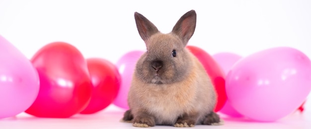 Het kleine konijntje met kleurrijke roodroze ballonnen is dol op huisdierenbanner