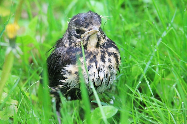 Het kleine lijsterkuiken viel uit het nest en loopt door de wei