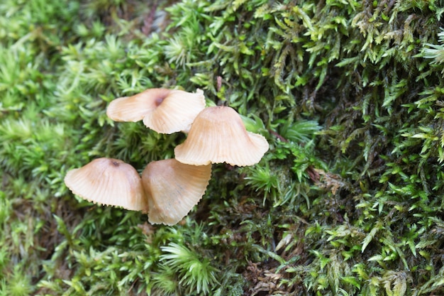 Het kleine paddestoel groeien in groen mos.