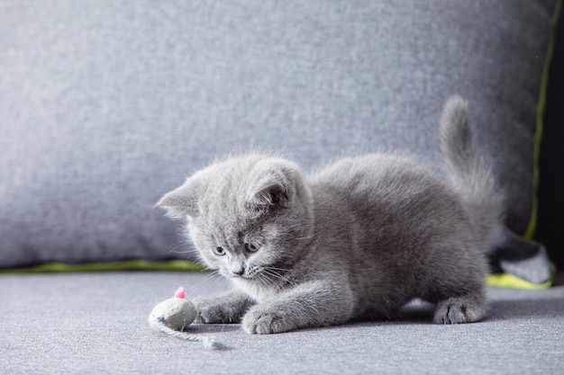 Het kleine scottish fold grey kitten zit op een grijze bank en kijkt naar een speelgoedmuis