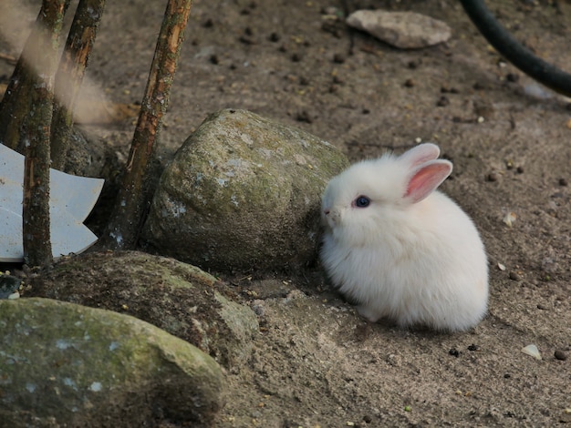 Het kleine witte konijn, gehurkt bij de rotsen