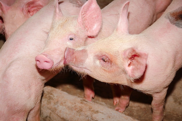 Het kleine witte varken werd grootgebracht als menselijk voedsel