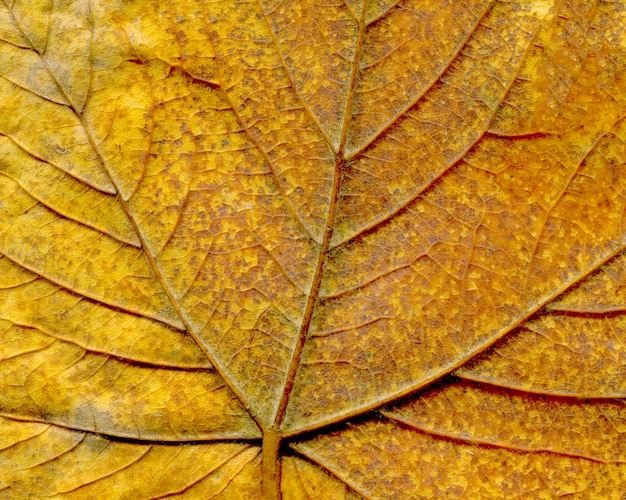 Het kleurrijke gebladerte van de close-up mooie herfst