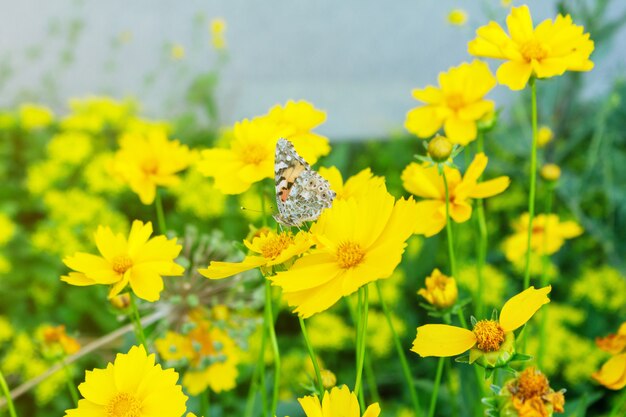 Het kleurrijke vlinder voeden op de bloem dicht omhoog selectieve nadruk