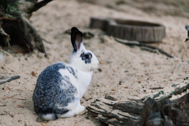 Het konijn van het leuke witte voedsel in een groen park dierlijke natuurhabitat van het konijnenleven in weideconcept