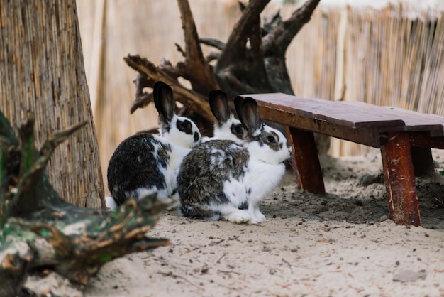 Het konijn van het leuke witte voedsel in groen park Dierlijke natuurhabitat van het konijnenleven in weideconcept