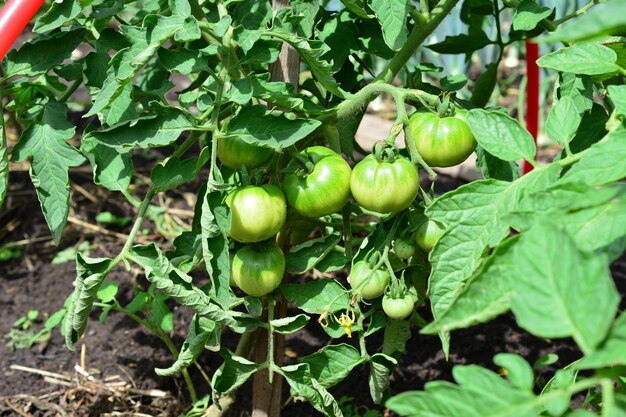 het kweken van groene tomaten op tuinbed, close-up