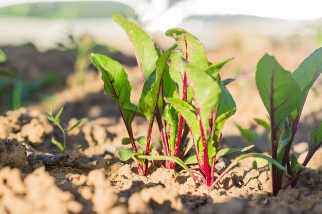 Het kweken van jonge spruiten van bettroot in moestuin