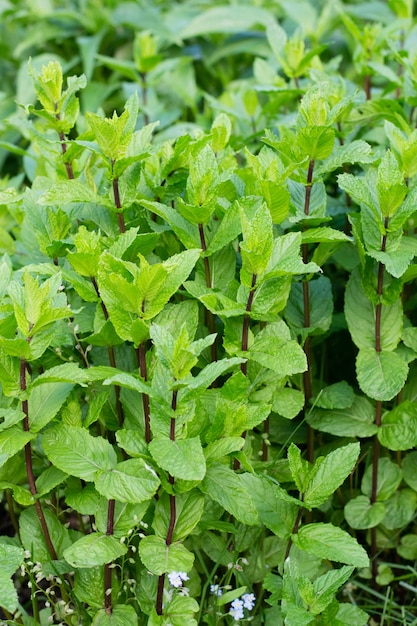 het kweken van munt in de tuin