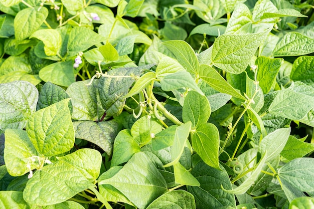 Het kweken van slabonen in een permacultuurtuin in de zomer