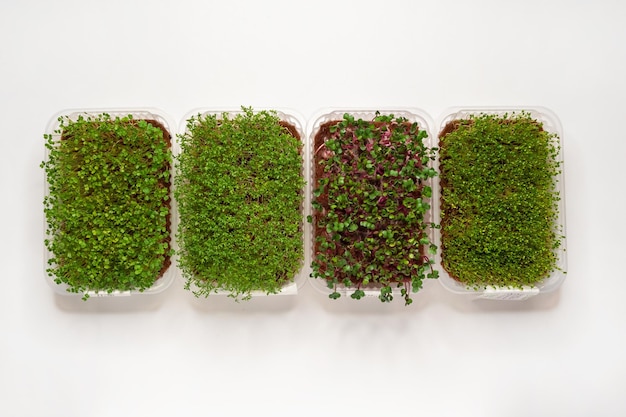 Foto het kweken van verschillende microgreenplanten thuis