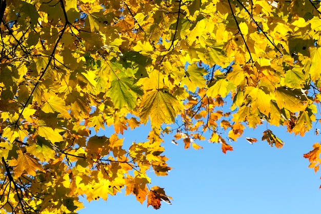 Het laatste herfstgebladerte op de takken van jonge esdoorns, herfstbomen tegen de blauwe lucht