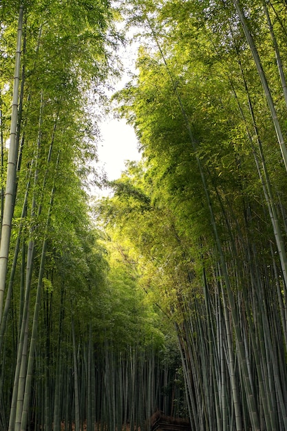 Het lage beeld van de hoekmening van bamboebos in Arashiyama, Japan