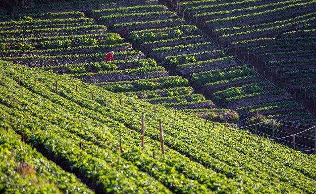 Het landbouwbedrijf van de landbouwgebiedaardbei op de berg in de trap in Thailand