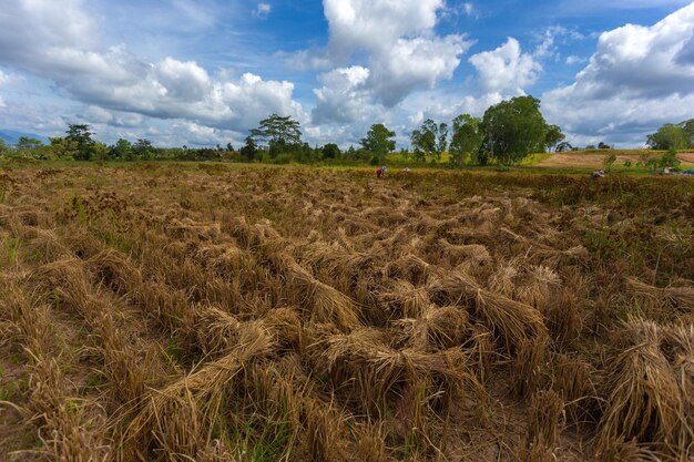 Het landbouwgebied op het plateau