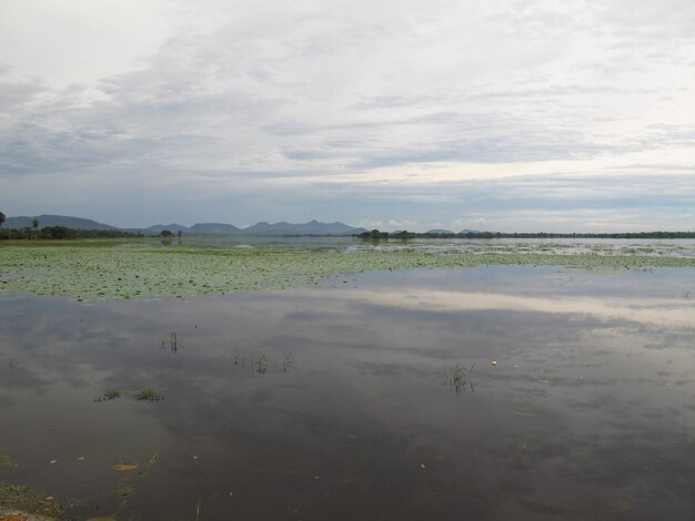 Het landschap in Yala National park, Sri Lanka