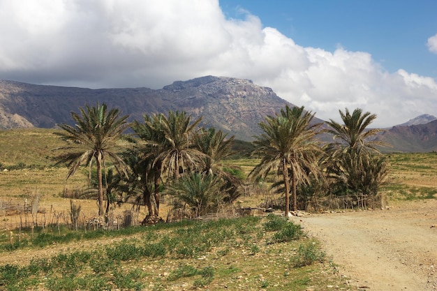 Het landschap op Homhil plateau Socotra eiland Indische Oceaan Jemen