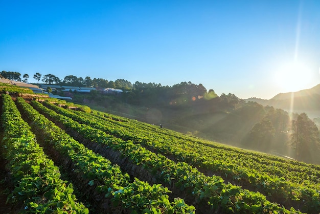 Het landschap van de aardbeienboerderij bij zonsopgang met een mooie rij aardbeien in het dorp Nolae in Doi Ang Khang Chiang Mai Thailand