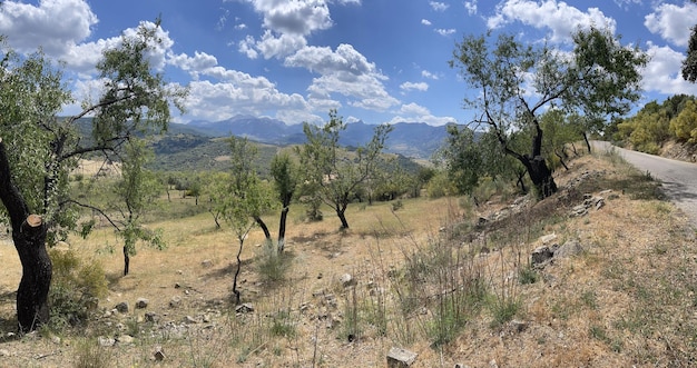 Het landschap van de amandelbomen in de lente tegen de lucht in Zuid-Andalusië, Spanje
