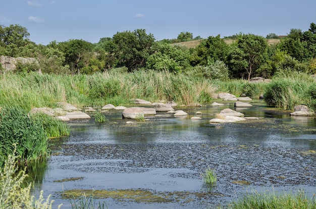 Het landschap van de plattelandsrivier in de zomer