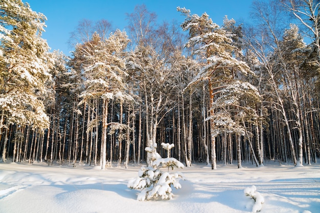 Het landschap van de winter in een sneeuwbos. rusland. regio leningrad.