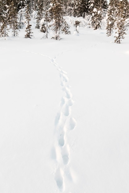 Het landschap van de winter in Kiruna Lapland Zweden