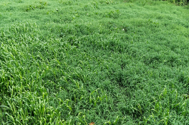 Het landschap van groen gras.