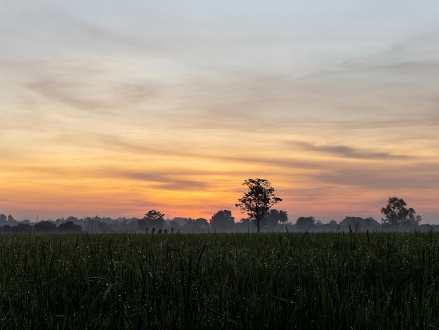 Het landschap van het biologische rijstveld en de lichte mist in de vroege ochtend met de zonsopgang