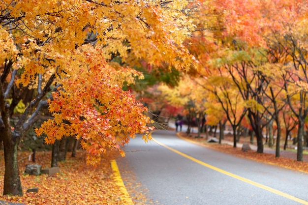 Het landschap van Mt. Naejang met herfstbladeren.