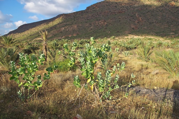 Het landschap van Socotra eiland Indische Oceaan Jemen