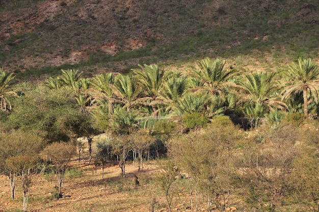 Het landschap van Socotra eiland Indische Oceaan Jemen