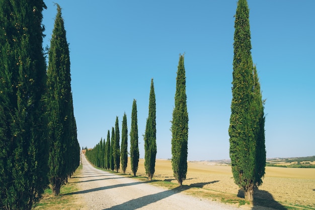 Het landschap van Toscanië van de weg van cipresbomen in Italië.