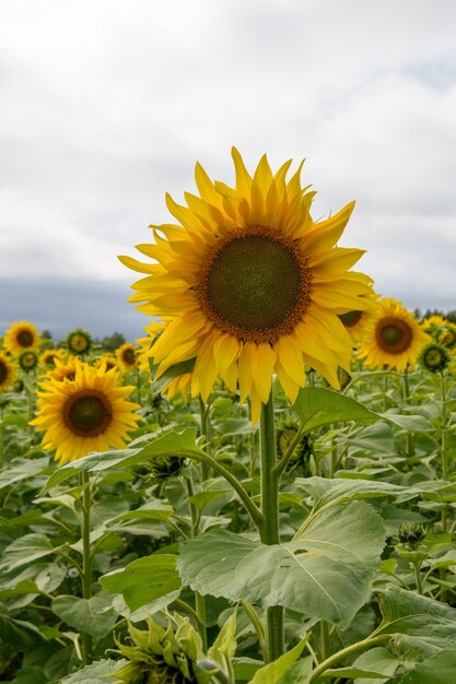 Het landschaps natuurlijke achtergrond van het zonnebloemgebied