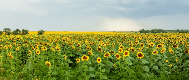 Het landschapsclose-up van het zonnebloemgebied op de zomer zonnige dag